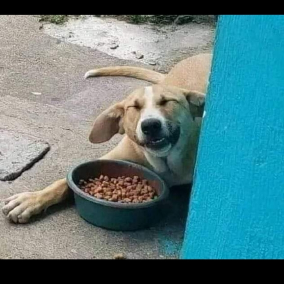 Dog Rescue - Picture 3 of 5